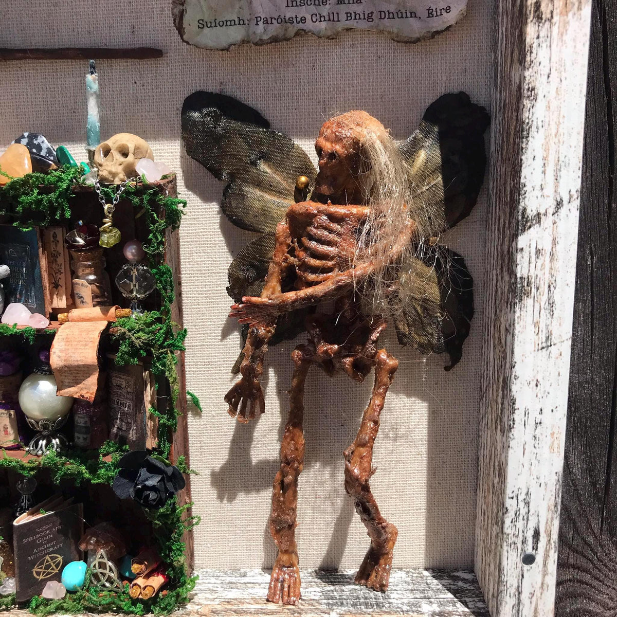 Mummified Dead Female Dark Fairy, Shadowbox, fairycore, oddities,goblincore, taxidermy, shadow Box